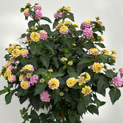 Wandelröschen, lila/gelb, Stamm, Topf-Ø 23 cm Wandelröschen, lila/gelb, Stamm, Topf-Ø 23 cm