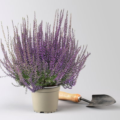 Knospenheide 'Picasso' gefärbt, Farben zufällig, Topf-Ø 12 cm, 6 Pflanzen Knospenheide 'Picasso' gefärbt, Farben zufällig, Topf-Ø 12 cm, 6 Pflanzen