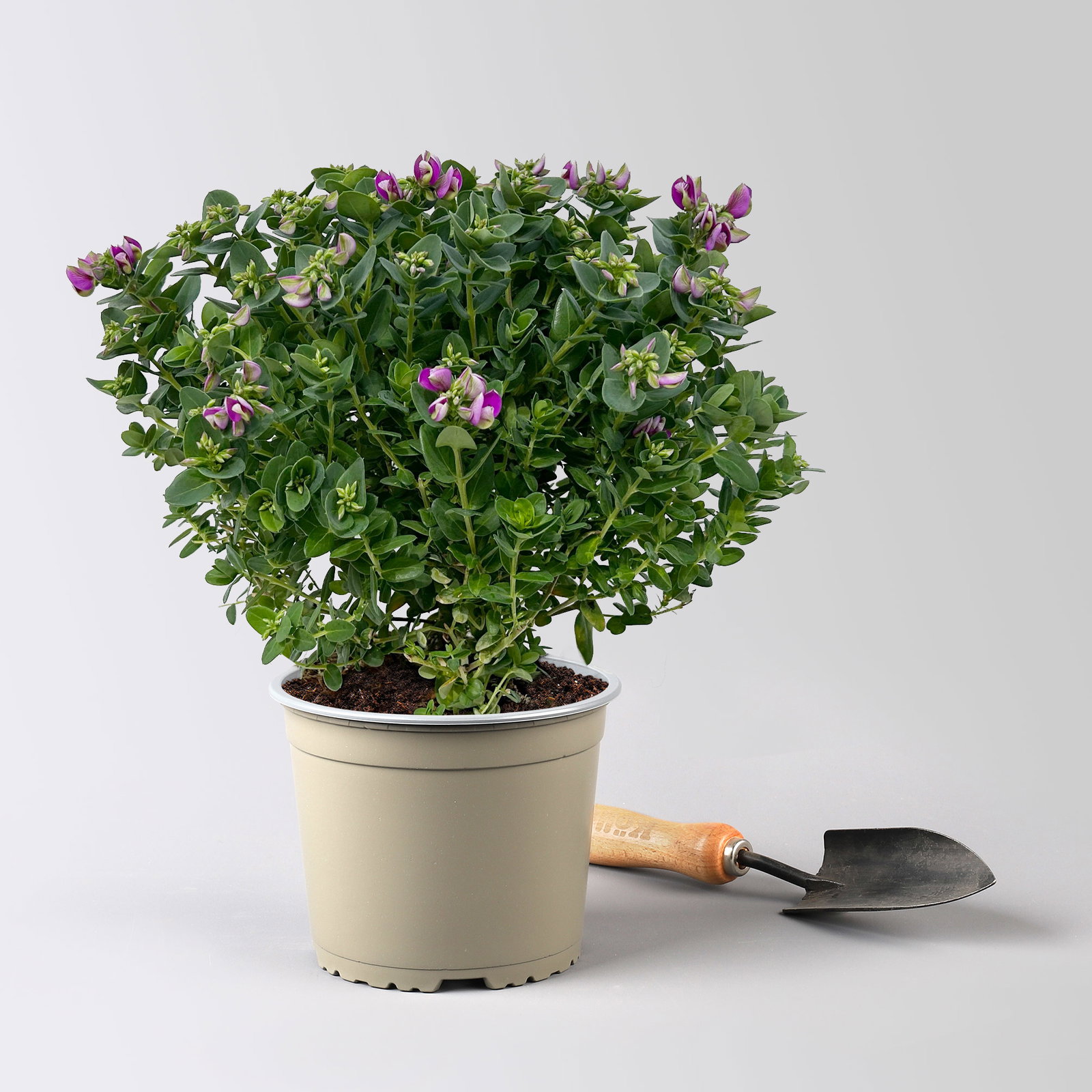 Kreuzblume 'Bibi Pink', rosa-violett, Topf-Ø 17 cm, Höhe ca. 40 cm, 2 Pflanzen