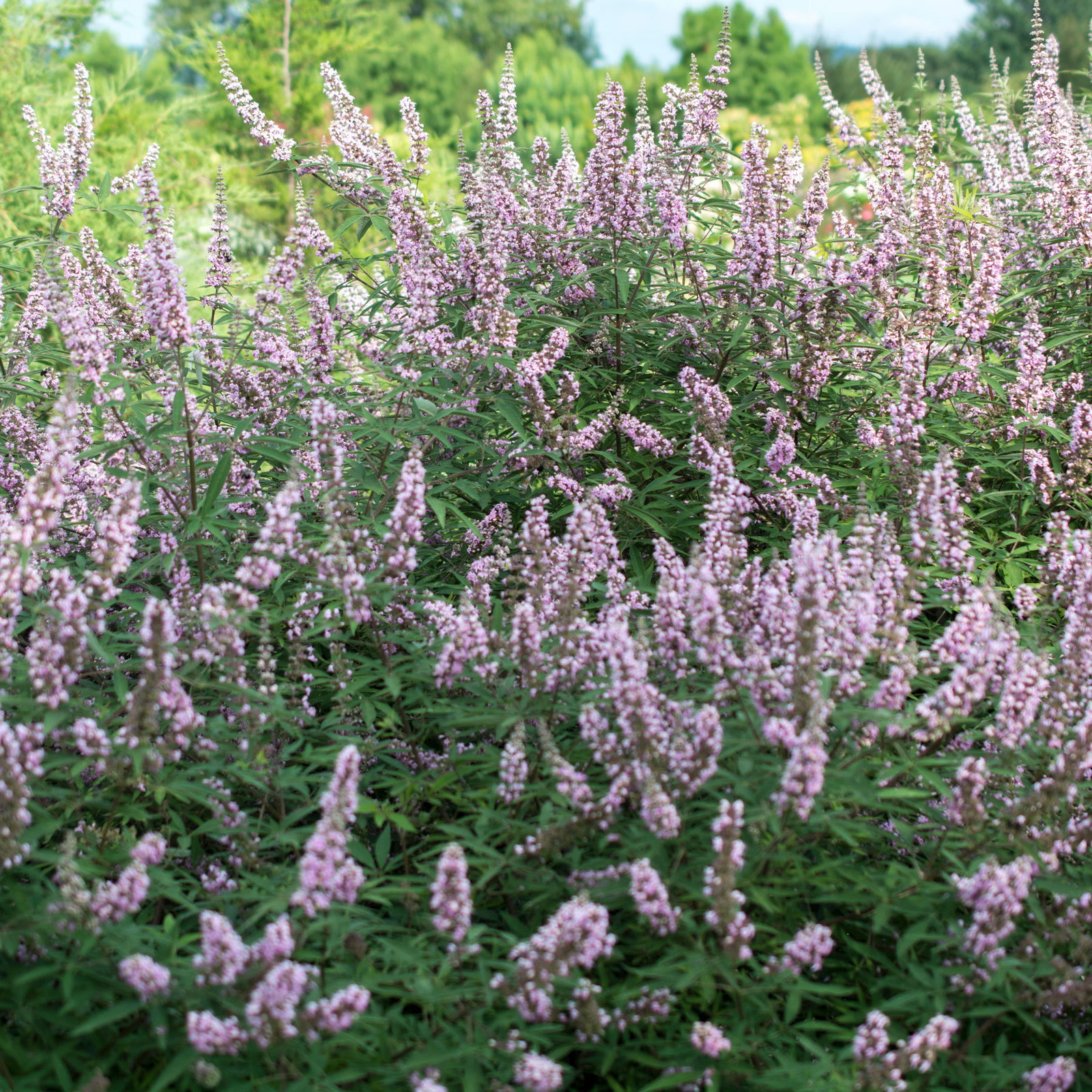 Rosa Mönchspfeffer 'Pink Pinnacle'(S) online kaufen PflanzenKölle