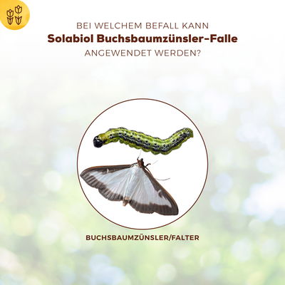 Buchsbaumzünsler-Falle, ausreichend für bis zu 180 m²