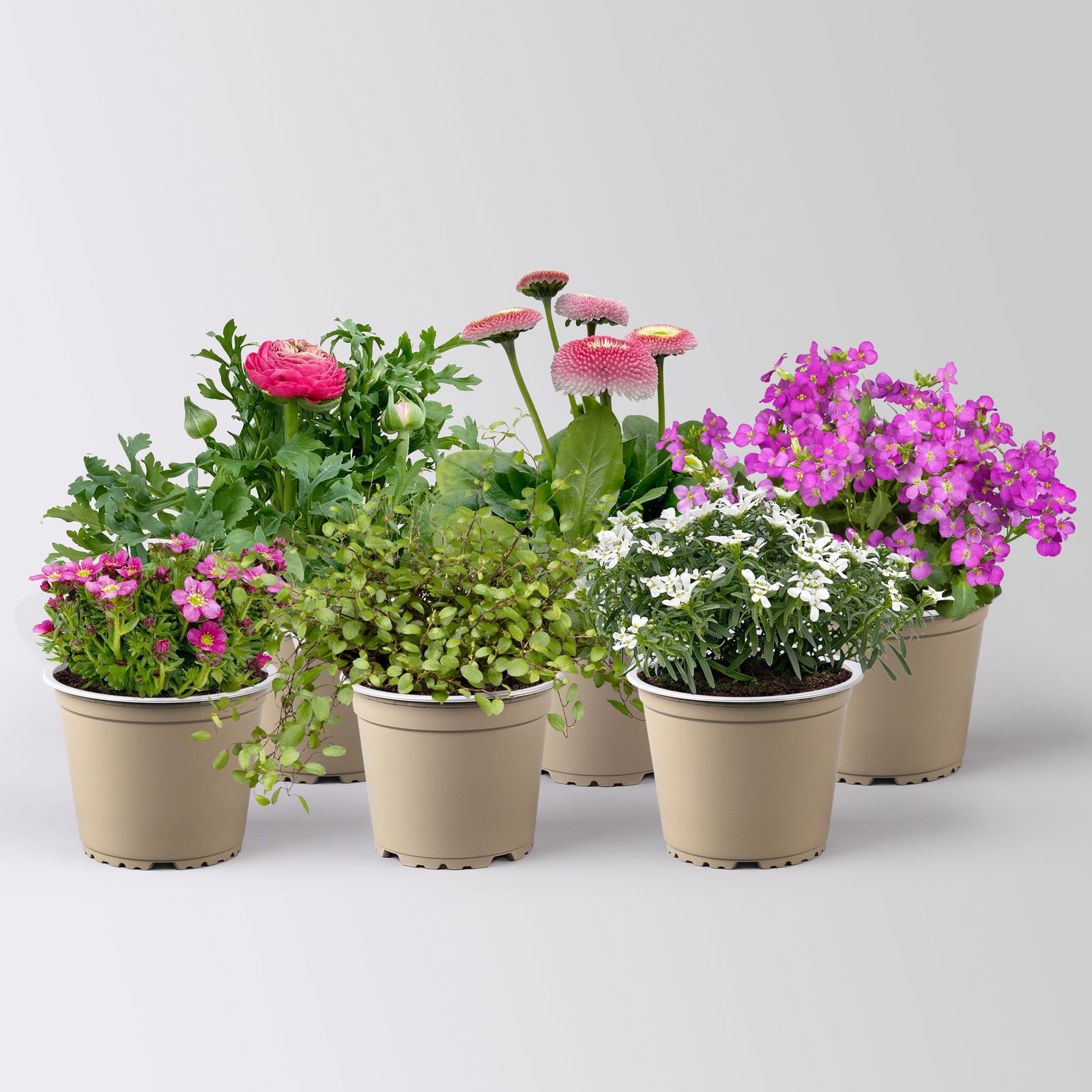 Pflanzenkreation Gartenromantik, rosa-pink-weiß, 6 Pflanzen Pflanzenkreation Gartenromantik, rosa-pink-weiß, 6 Pflanzen