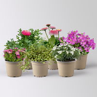 Pflanzenkreation Gartenromantik, rosa-pink-weiß, 6 Pflanzen Pflanzenkreation Gartenromantik, rosa-pink-weiß, 6 Pflanzen