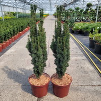 Grüne-Säuleneibe 'Fastigiata Robusta', Topf 7,5 Liter, Höhe 50-60 cm, 2 Pflanzen Grüne-Säuleneibe 'Fastigiata Robusta', Topf 7,5 Liter, Höhe 50-60 cm, 2 Pflanzen
