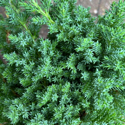 Japanischer Kriechwacholder 'Nana', 10er-Set, Höhe 20-30 cm, Topf 2 Liter Japanischer Kriechwacholder 'Nana', 10er-Set, Höhe 20-30 cm, Topf 2 Liter