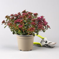 Sedum spurium ''Spot On® Deep Rose', dunkelrosa, Topf-Ø 13 cm, 6er-Set