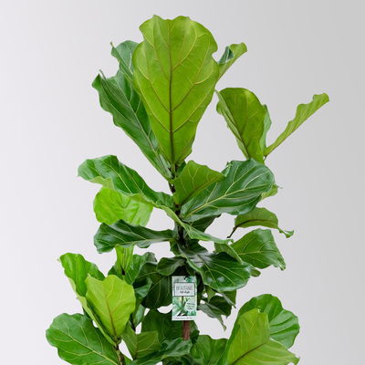 Geigenfeige, Topf-Ø 30 cm, Höhe ca. 150 cm, inkl. Bewässerungssystem mit Anzeige Geigenfeige, Topf-Ø 30 cm, Höhe ca. 150 cm, inkl. Bewässerungssystem mit Anzeige