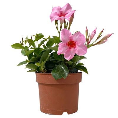 Dipladenie 'Qdeville®', rosa, buschartig, Topf-Ø 17 cm, Höhe ca. 40 cm