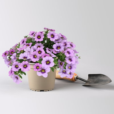 Zauberglöckchen 'Lavandula Cheesecake' lila, Topf-Ø 13 cm, 6 Pflanzen