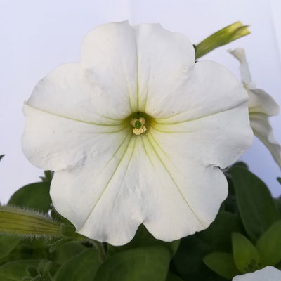 Petunie weiß, hängend, Topf-Ø 13 cm, 6 Pflanzen