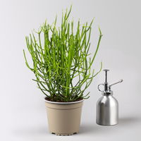 Grünpflanzenkreation 'Sukkulentenfreude', Topf-Ø 12/13 cm, 4 Pflanzen