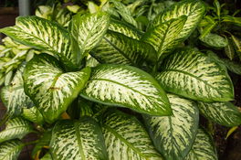 Dieffenbachia Dieffenbachia