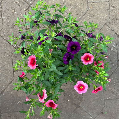 Zauberglöckchen 'Duo', rosarot & lila, Topf-Ø 14 cm, 4 Pflanzen