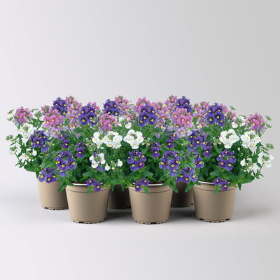 Nemesie 'Trio', 3-farbig, Topf-Ø 13 cm, 6 Pflanzen