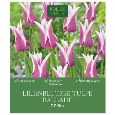 XXL Lilienblütige Tulpen Ballade violett/weiß, 7 Blumenzwiebeln