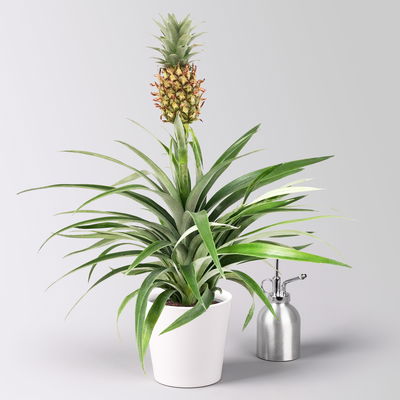 Zier-Ananas 'Amigo', im Übertopf Dallas weiß, Topf-Ø 12 cm, Höhe ca. 45 cm