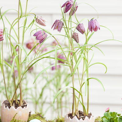 Schachbrettblume dunkelrot-violett, vorgetrieben, Topf-Ø 12 cm, 6 Pflanzen Schachbrettblume dunkelrot-violett, vorgetrieben, Topf-Ø 12 cm, 6 Pflanzen