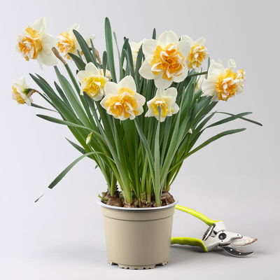 Narzisse 'Golden Pearl' gelb-hellgelb, vorgetrieben, Topf-Ø 15 cm, 3 Pflanzen Narzisse 'Golden Pearl' gelb-hellgelb, vorgetrieben, Topf-Ø 15 cm, 3 Pflanzen