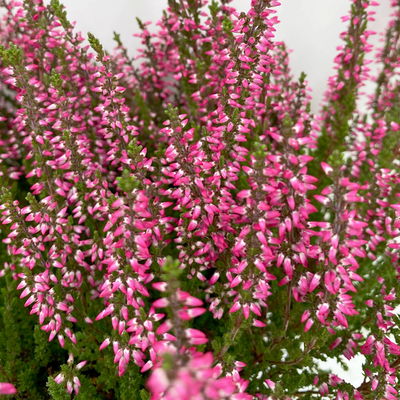 Grabbepflanzung Herbst rot-weiß, 12 Pflanzen Grabbepflanzung Herbst rot-weiß, 12 Pflanzen