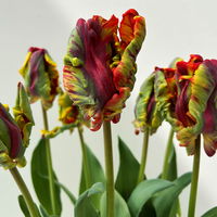 Papagei-Tulpe orange-rot, vorgetrieben, Topf-Ø 15 cm, 3 Pflanzen