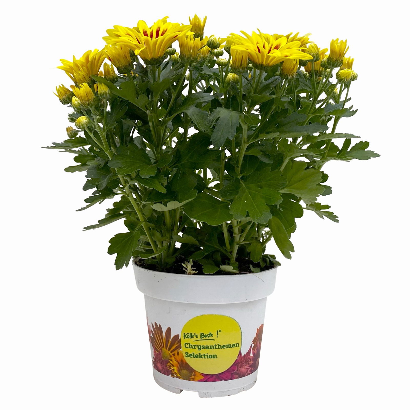 Chrysanthemen 'Rainbow Lake Worth' gelb-rot gestreift, Topf-Ø 14 cm, 4er-Set