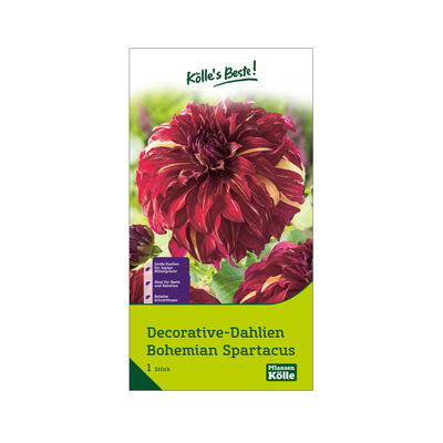 Kölles Beste Decorative Dahlie 'Bohemian Spartacus' rot/orange, 1 Blumenknolle
