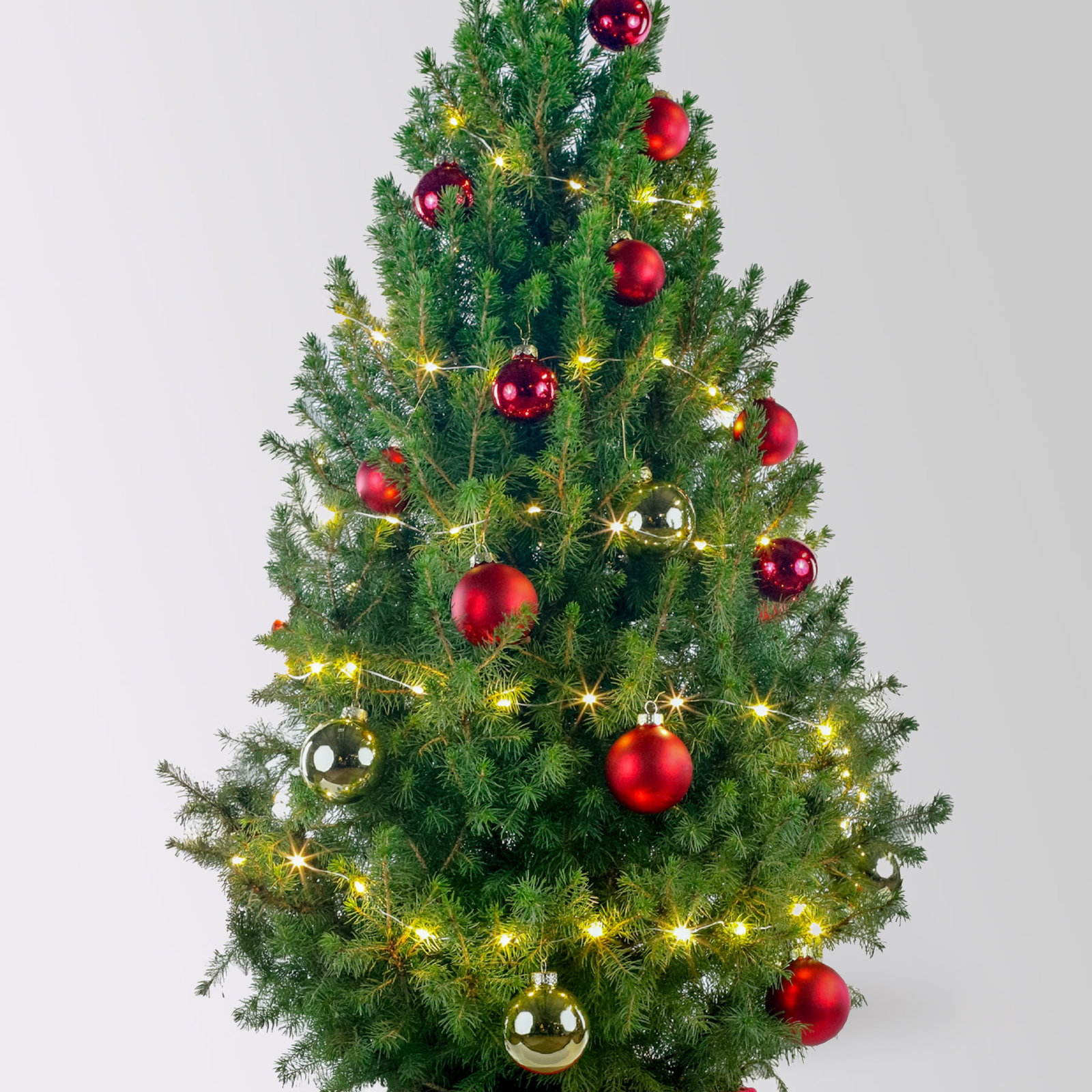 Weihnachtsbäumchen inkl. Deko, rot-gold, Topf-Ø 25 cm, Höhe ca. 100 cm Weihnachtsbäumchen inkl. Deko, rot-gold, Topf-Ø 25 cm, Höhe ca. 100 cm