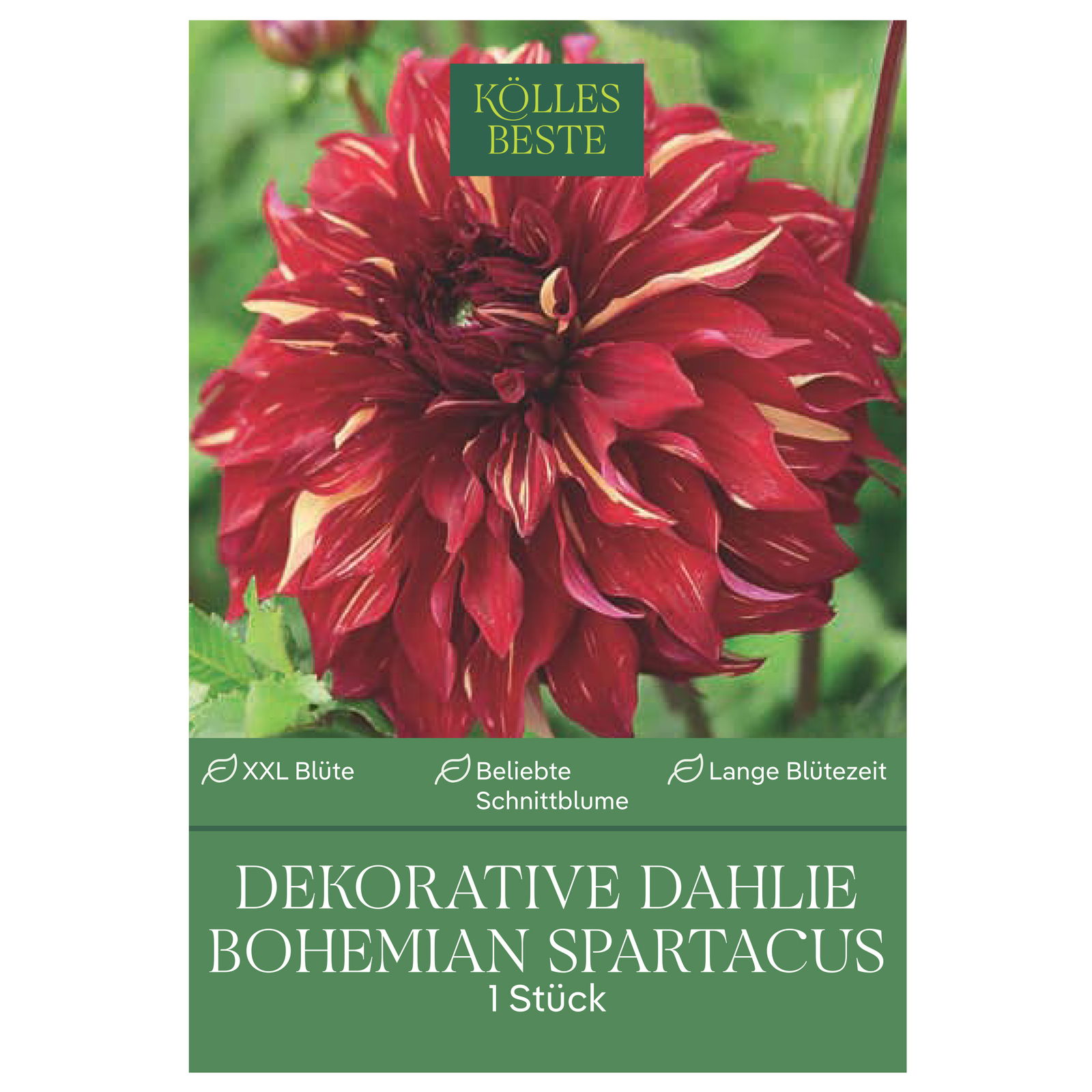 Kölles Beste Blumenknolle, Dekorative Dahlie 'Bohemian Spartacus'