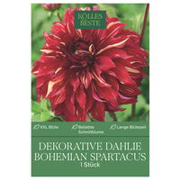 Kölles Beste Blumenknolle, Dekorative Dahlie 'Bohemian Spartacus'