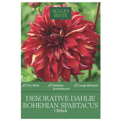 Kölles Beste Blumenknolle, Dekorative Dahlie 'Bohemian Spartacus'