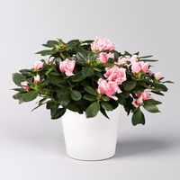 Azalee rosa-weiß gefüllt, Topf-Ø 12 cm, in Keramiktopf weiß mit Grußkarte