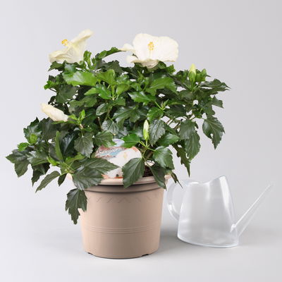 Hibiskus, Farbe zufällig, Busch, Topf-Ø 21 cm, Höhe ca. 50 cm