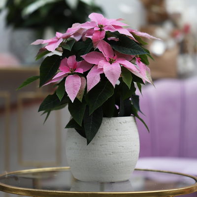 Bio Herbsttern, Euphorbia 'Princettia®', hellrosa, Topf-Ø 12 cm, 3 Pflanzen