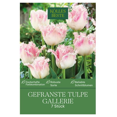 Gefranste Tulpen 'Galerie', rosafarben, 7 Blumenzwiebeln