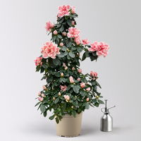 Azalee, rosa-weiß, Topf-Ø 17cm, Pyramide, in Keramiktopf Dallas weiß Azalee, rosa-weiß, Topf-Ø 17cm, Pyramide, in Keramiktopf Dallas weiß