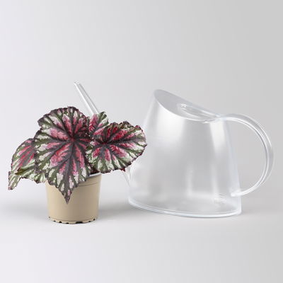 Grünpflanzenset für Grüne Wand, bunter Mix, Topf-Ø 8,5 cm, 12 Pflanzen