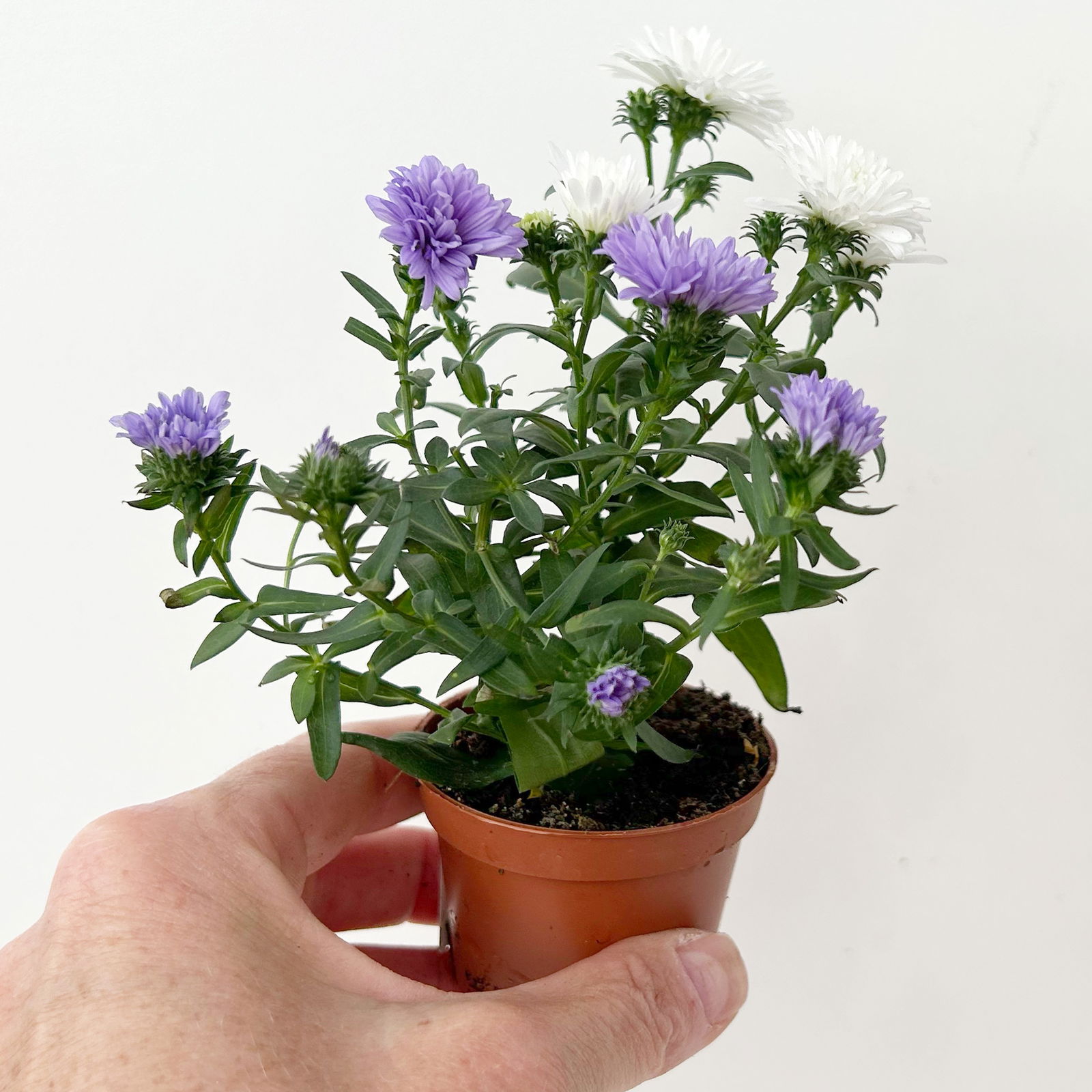 Aster Duo, Mini, weiß-blau, Topf-Ø 6 cm, 8 Pflanzen