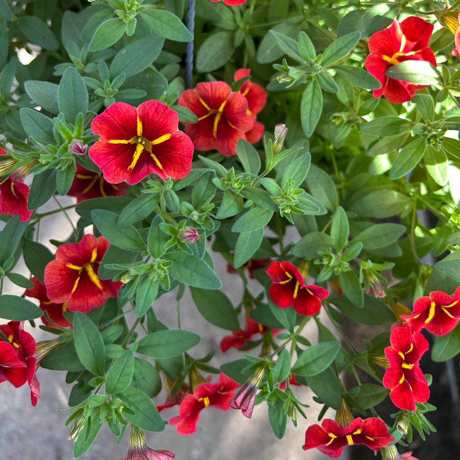 Zauberglöckchen 'Red Kiss' rot, Ampeltopf-Ø 27 cm Zauberglöckchen 'Red Kiss' rot, Ampeltopf-Ø 27 cm