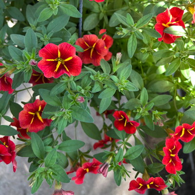 Zauberglöckchen 'Red Kiss' rot, Ampeltopf-Ø 27 cm Zauberglöckchen 'Red Kiss' rot, Ampeltopf-Ø 27 cm