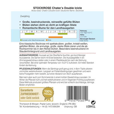 Thompson & Morgan Stockrose 'Chater's Double Icicle'