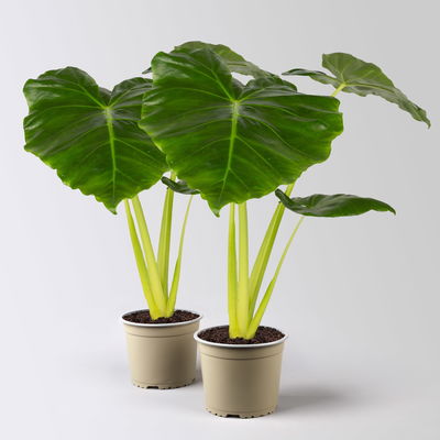 Alocasia 'Lutea', Topf-Ø 17 cm, Höhe ca. 65 cm, 2 Pflanzen