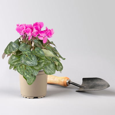 Alpenveilchen 'Outland', Farben zufällig, Topf-Ø 10,5/11 cm, 6 Pflanzen