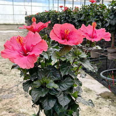 Hibiskus, rosa, Stamm, Topf-Ø 23 cm, Höhe ca. 120 cm