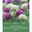 XXL Allium Mischung 'Riesenlauch Schönheiten', weiß, lila, 7 Blumenzwiebeln XXL Allium Mischung 'Riesenlauch Schönheiten', weiß, lila, 7 Blumenzwiebeln