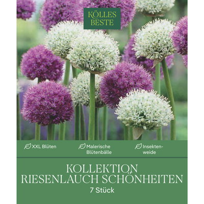 XXL Allium Mischung 'Riesenlauch Schönheiten', weiß, lila, 7 Blumenzwiebeln