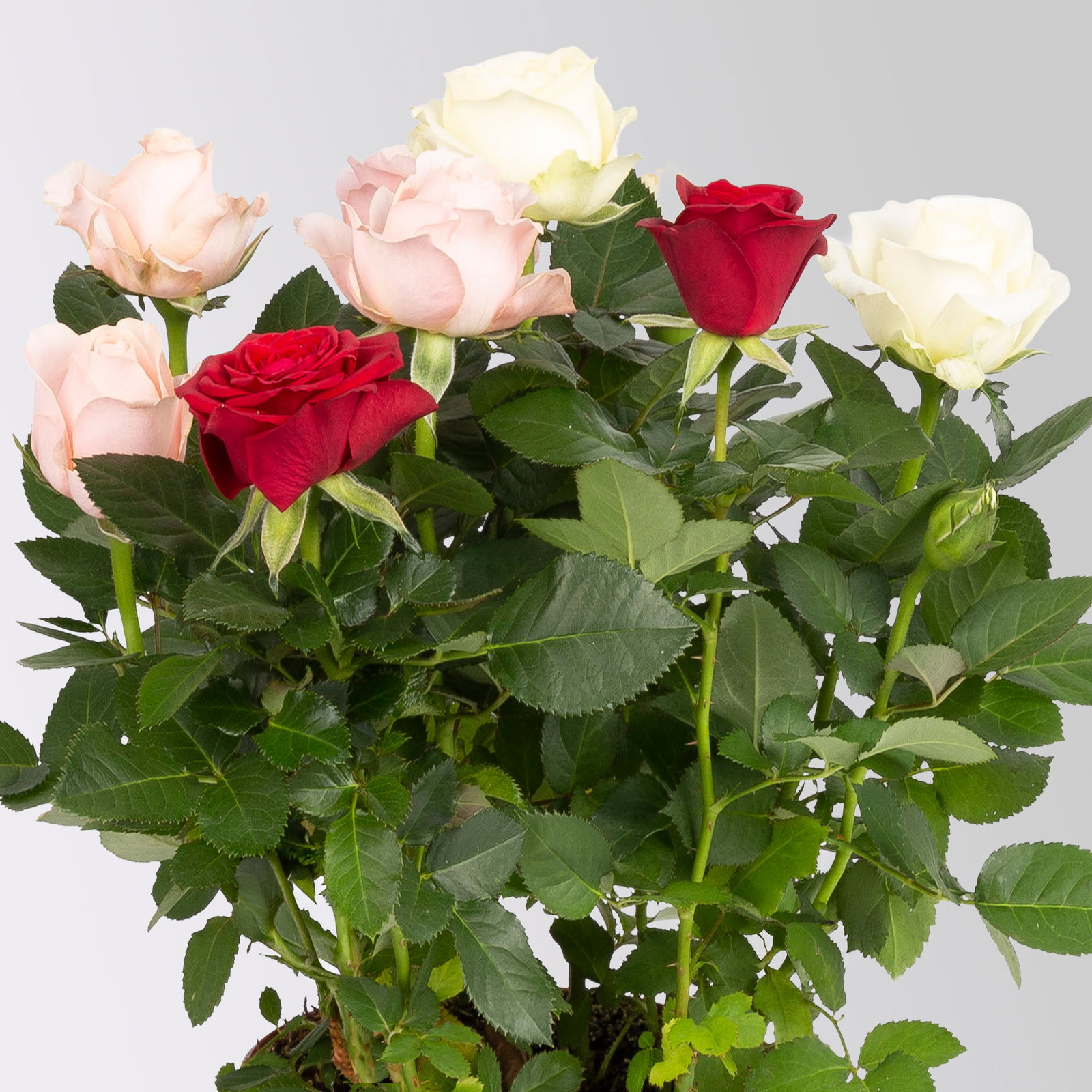 'Danke Mama' Rose 'Trio' im Keramikübertopf Byron