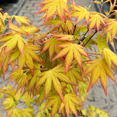 Japanischer Fächerahorn 'Orange Dream'; Höhe 60 - 80 cm, Topf 7,5 Liter Japanischer Fächerahorn 'Orange Dream'; Höhe 60 - 80 cm, Topf 7,5 Liter
