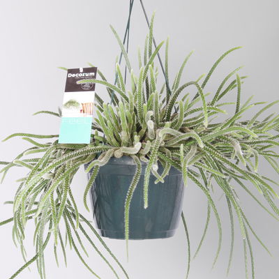 Rhipsalis, Ampeltopf-Ø 17 cm, Höhe ca. 30 cm Rhipsalis, Ampeltopf-Ø 17 cm, Höhe ca. 30 cm