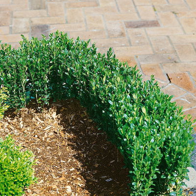 10er-Set Ilex crenata 