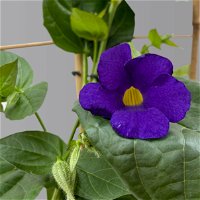 Blaue Himmelsblume violettblau, Spalier, Topf-Ø 17 cm